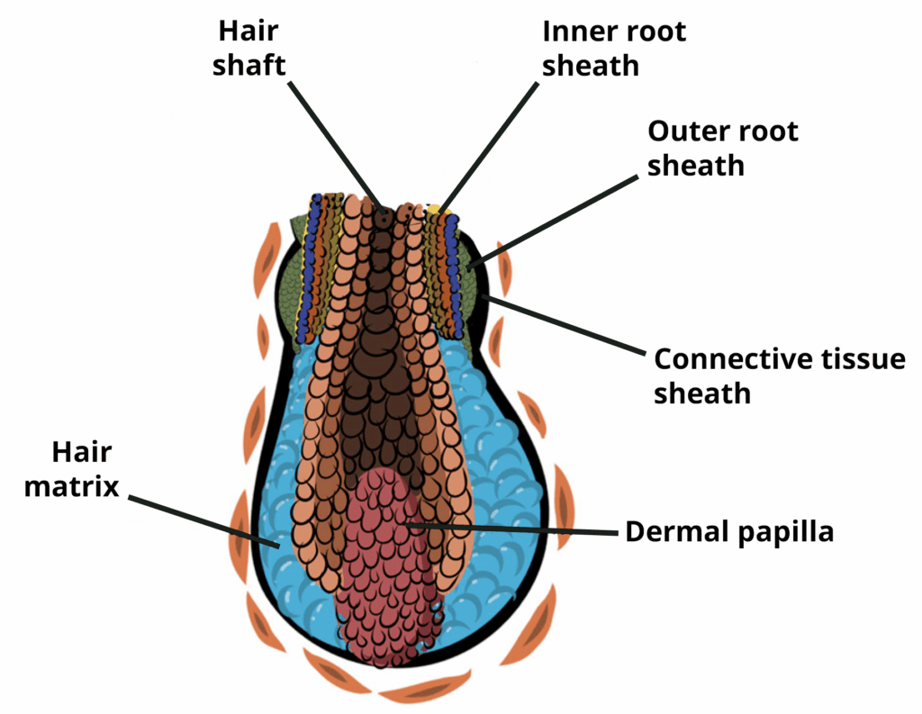 <p>Papilla of hair</p>