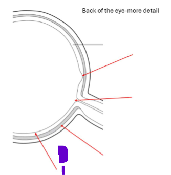 <p>What is this part of the back of the eye?</p>