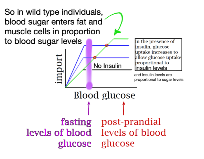 <p>In WT individuals, blood sugar enters fat and muscle cells in proportion to blood sugar levels.</p>