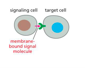 <p><span>membrane bound signal molecule between two adjacent cells</span></p>