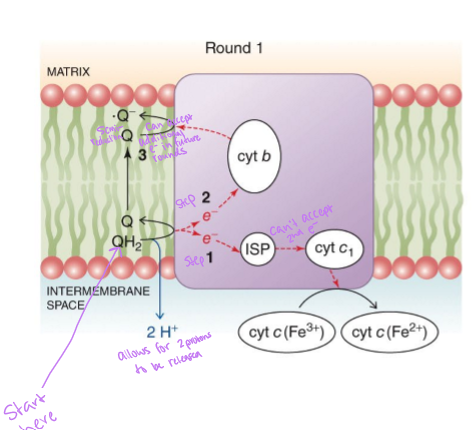 <p>QH<sub>2</sub> donates one electron to iron-sulfur protein - electron travels to cytochrome c<sub>1</sub> and then to cytochrome c - QH<sub>2</sub> donates the second electron to cytochrome b - the two protons from QH<sub>2</sub> are released into intermembrane space - oxidized ubiquinone diffuses to another quinone-binding site - accepts the second electrons from cytochrome b becoming a half-reduced semiquinone</p>