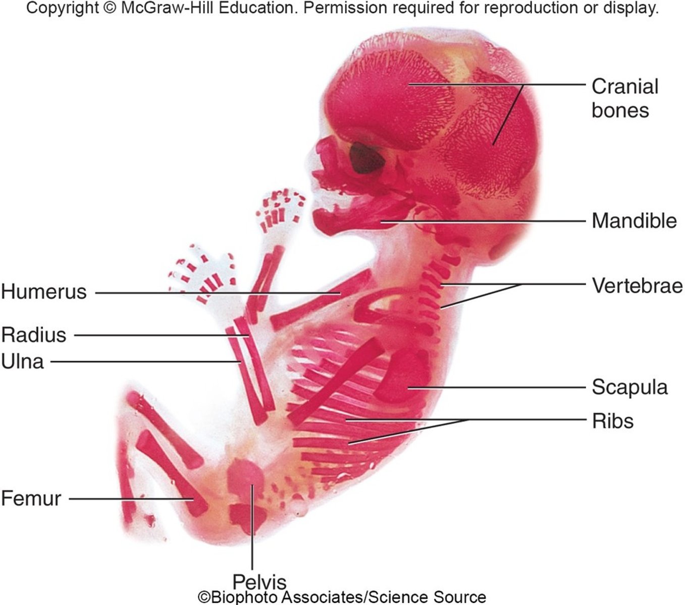 <p>- Fetus is active.</p><p>- Fingernails, eyelashes and external organs are developed.</p>