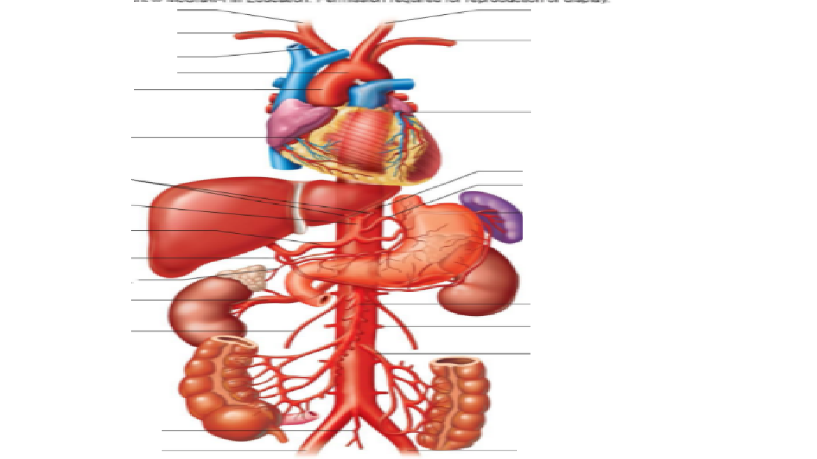 <p>The aorta that runs down the midline of the body, a continuation of the thoracic aorta, running down the vertebrae and ends where it splits into the right and left common iliac arteries is called what?</p>