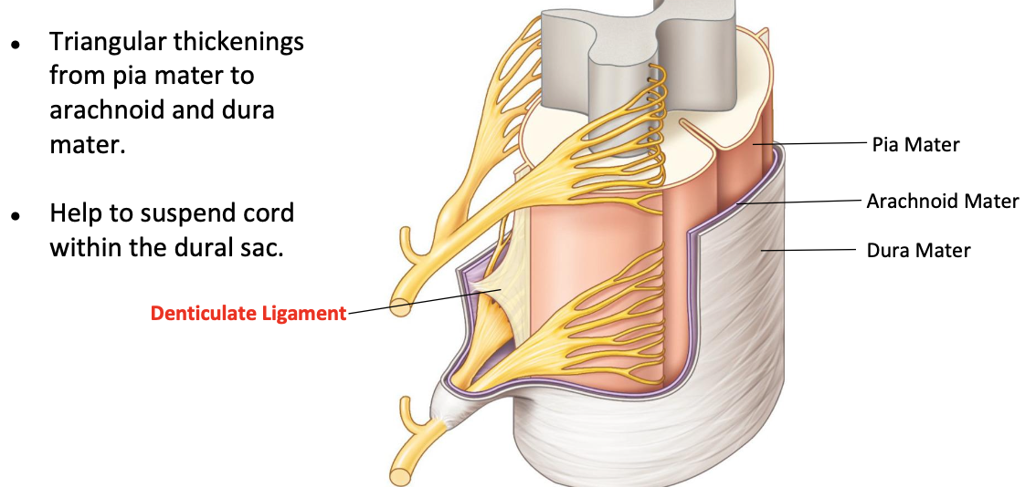 <ul><li><p><span>● Triangular thickenings from pia mater to arachnoid and dura mater.</span></p></li><li><p><span>● Help to suspend cord within the dural sac</span></p></li></ul><p></p>