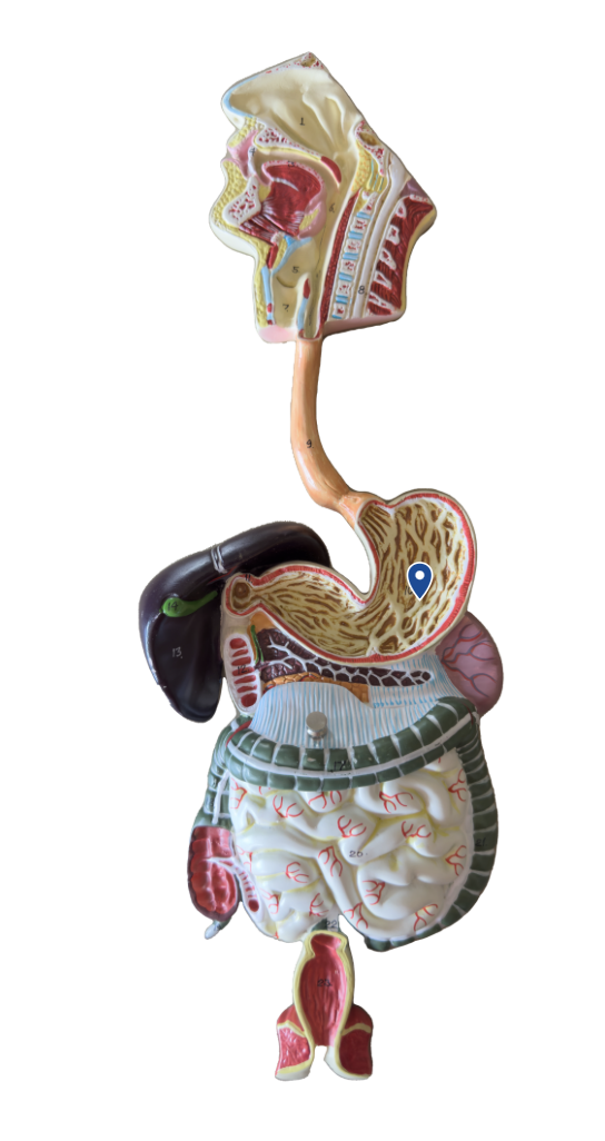 <p>Name this organ.</p>