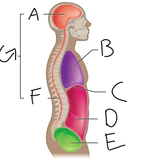 <p>what is B pointing to</p>