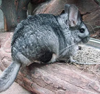 <p>(small mammals)</p>