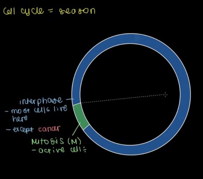 <p>What is Mitosis? (The Green)</p>