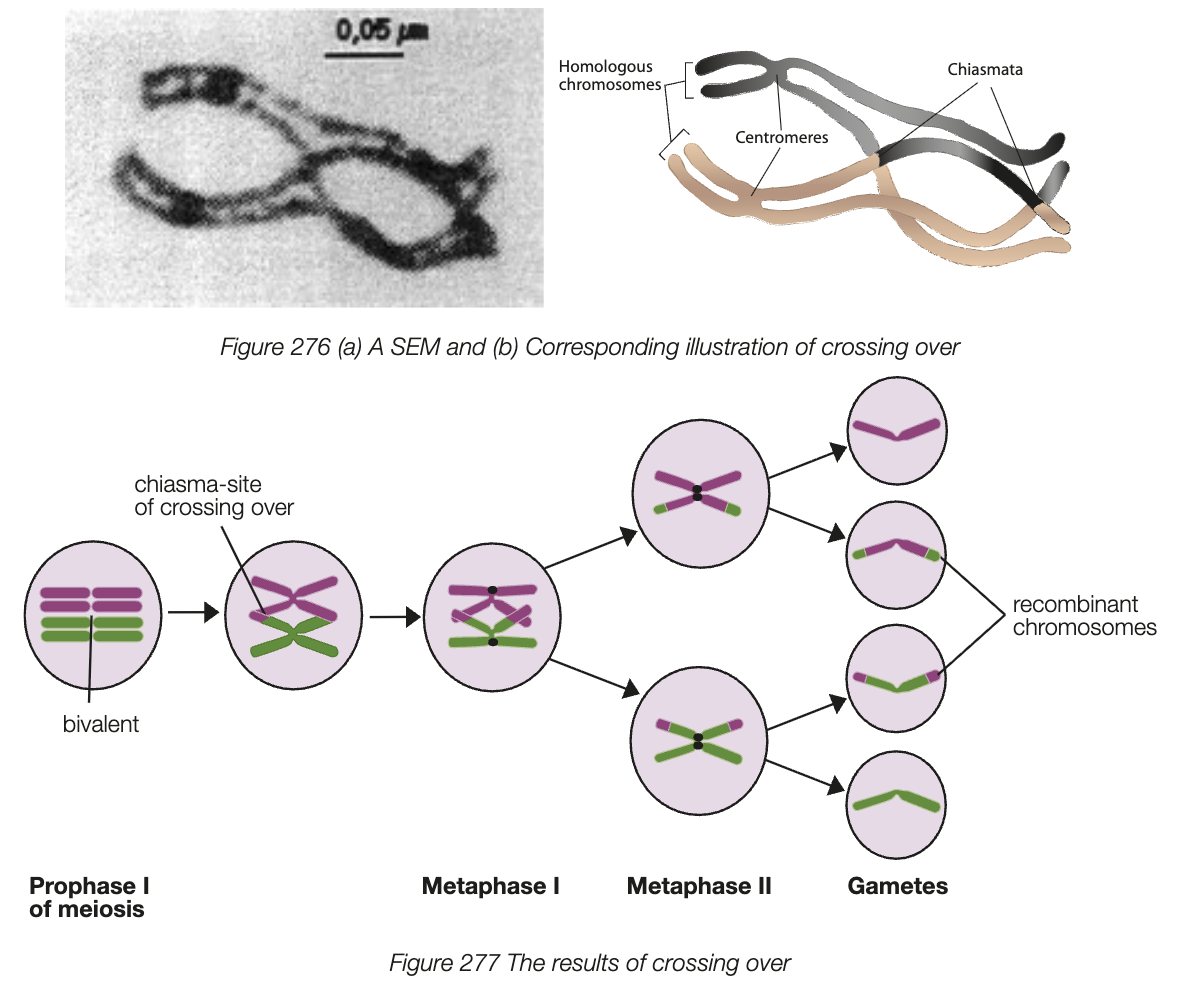 <ul><li><p>prophase 1 - homologous chromosomes (2 identical sister chromatids) sit next to each other (synapsis)</p></li><li><p>Non-sister chromatids are in contact at many pts called chiasmata</p></li><li><p>enzymes cut identical sites on non-sister chromatids and sections of DNA swap between them</p></li><li><p>chromosomes show different combinations of genes</p></li><li><p>result of crossing over is a recombinant chromosome</p></li><li><p>produces a new combo of maternal and paternal genes - greater genetic diversity in the gametes formed</p></li></ul><p></p>