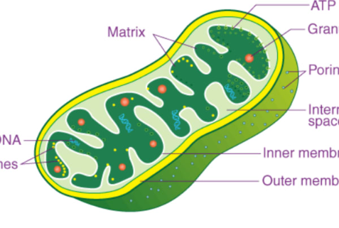 <p>Mitochondria</p>