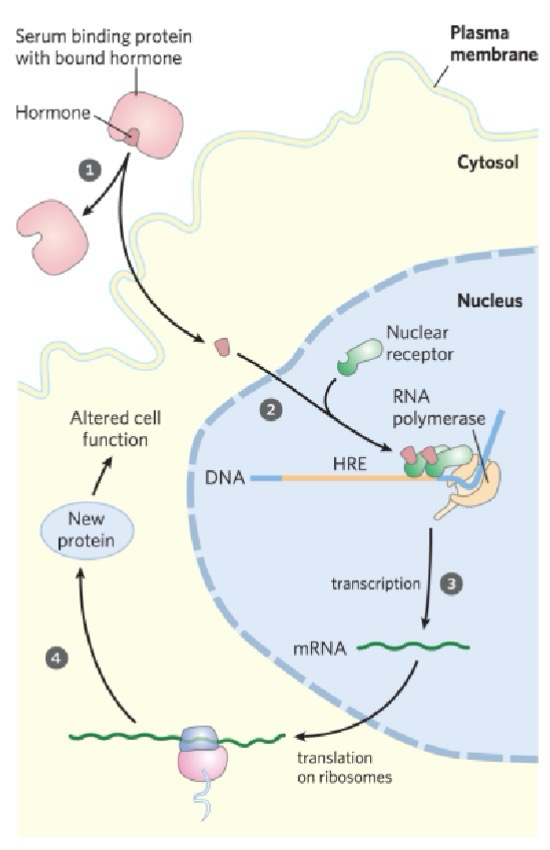 <p><br><span><span>nucleus. Ligand diffuses through simple diffusion. Initiates gene transcription</span></span></p>