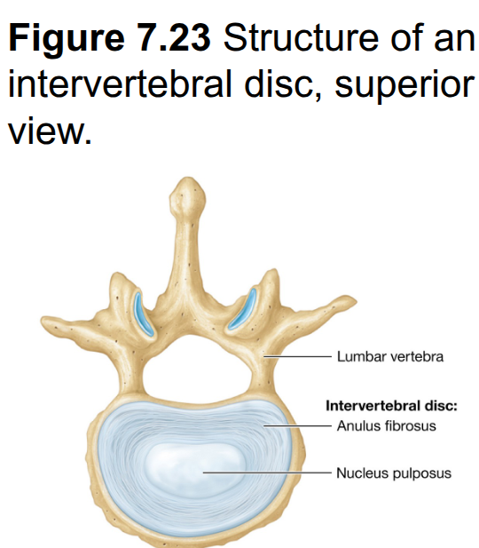 <p>Inner, jelly-like shock absorber</p>