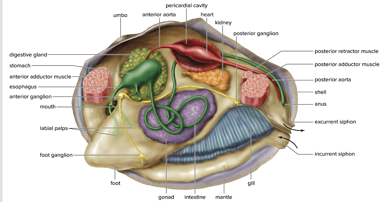 <p>class bivalvia </p><ul><li><p><span>Include clams, mussels, oysters, scallops</span></p></li><li><p><span>Two-part shells composed of protein and calcium carbonate are secreted by mantle</span></p></li><li><p><span>Gills located within the mantle cavity, used for gas exchange</span></p></li><li><p><span>Filter feeders: water enters through incurrent siphon</span></p></li><li><p><span>“Hatchet” foot can extend and move clam</span></p></li><li><p><span><strong>visceral mass</strong></span></p></li><li><p>The sexes are usually separate</p><ul><li><p>Gonads (ovary or testis) are located around coils of intestine</p></li></ul></li><li><p>All clams have some type of larval stage, and marine clams have a trochophore larva</p></li></ul><p></p>