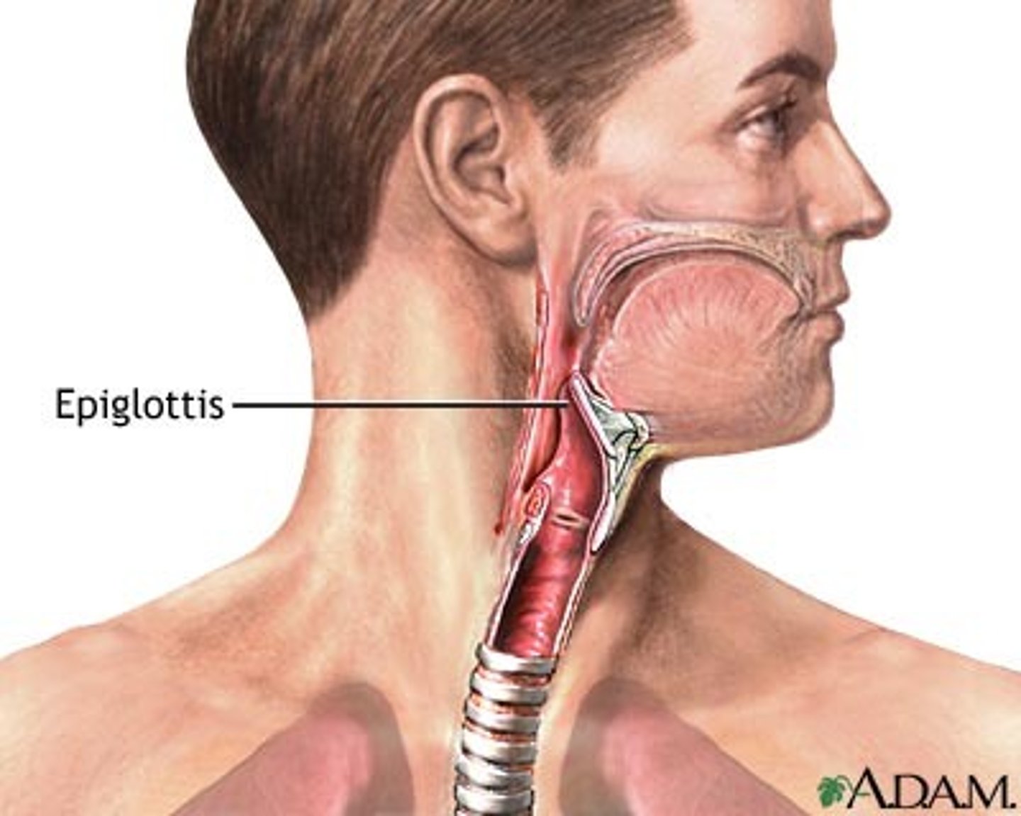 <p>-A flap of tissue that seals off the windpipe and prevents food from entering the bronchi</p><p>-posterior to larynx and trachea</p>