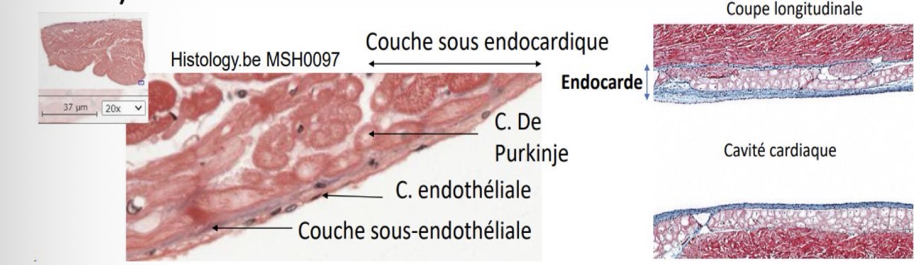 <p>Qu’est ce que c’est ?</p>