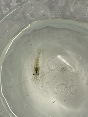 <p>What is the scientific name of the Common Shore Shrimp?</p>