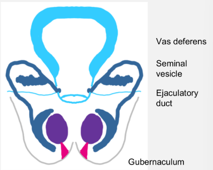 <ul><li><p>no sertoli cells- AMH→ paramesonephric duct persists</p></li><li><p>without testosterone production, mesonephric ducts regress</p></li></ul><p></p>