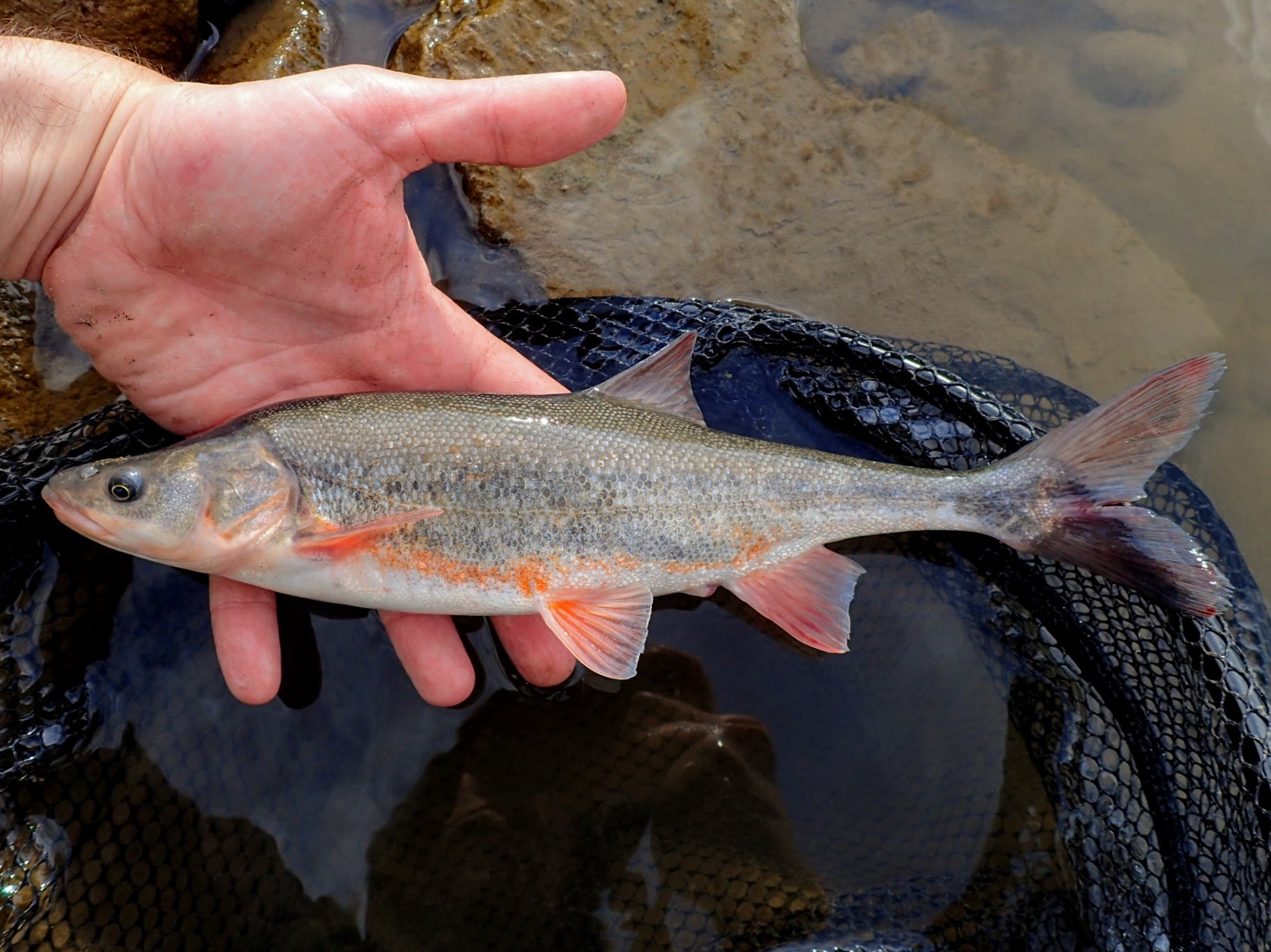 <p>Medium sized. Robust chub with wedge-shaped flattened head, large terminal mouth, and deeply forked tail.</p>
