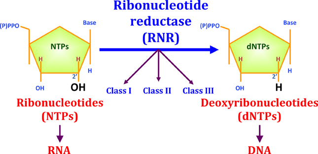 <p>A vital enzyme that converts ribonucleotide to 2’-deoxyribonucleotides, providing necessary precursors for DNA replication and repair. Functions via a radical-based mechanism, converting a conserved cysteine residue into a thick radical to reduce ribonucleotides to deoxyribonucleotides</p>