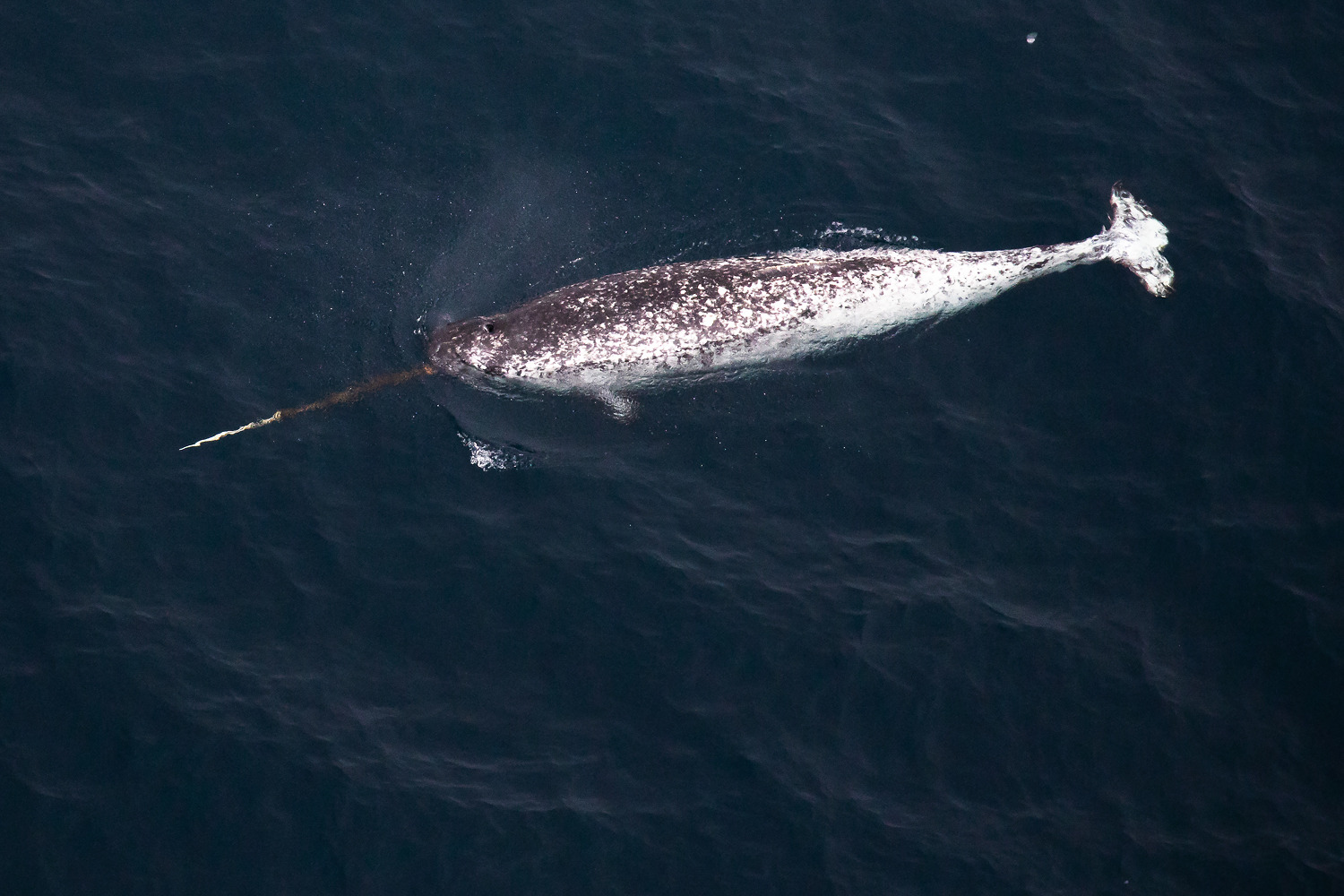 <p>Narwhal</p>