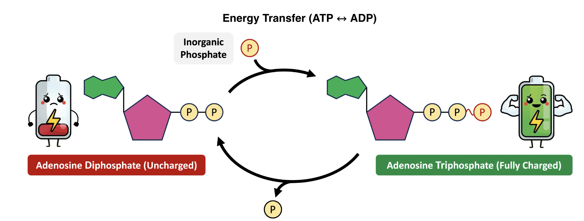 <p>ADP + phosphate + energy → ATP</p><ul><li><p>Energy is required to add a phosphate to ADP to form ATP → an endergonic reaction (energy is required) → energy is temporarily stored in ATP</p></li></ul><p></p>