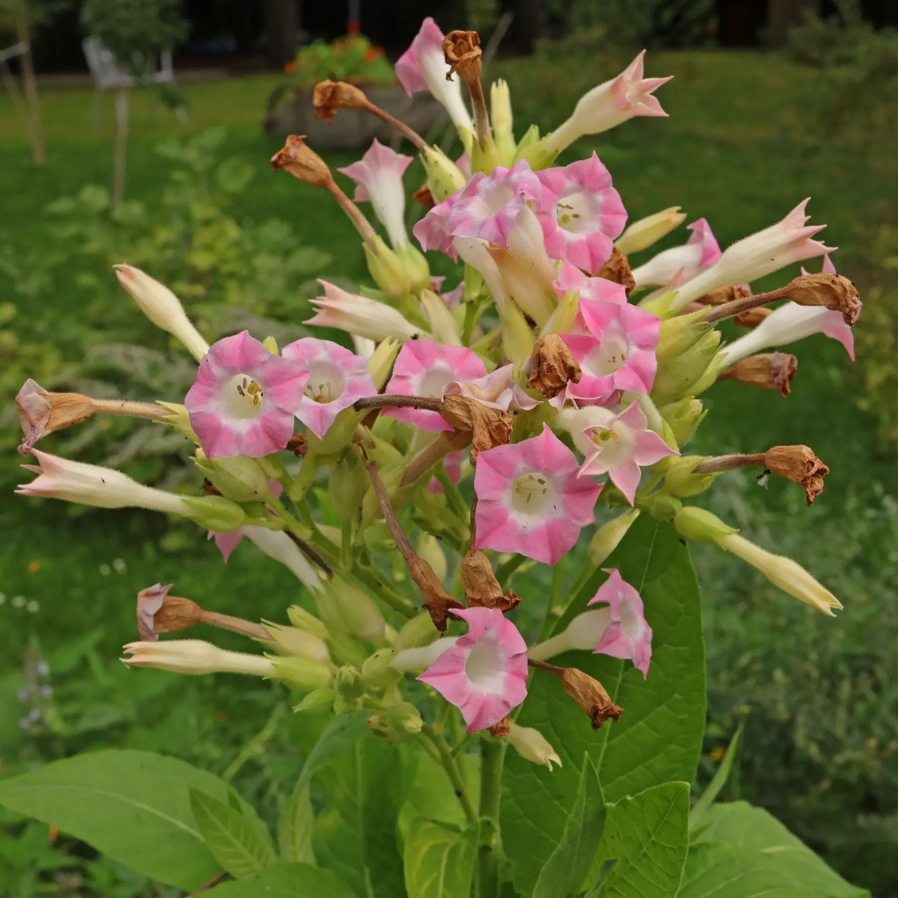 <ul><li><p><strong>Bron:</strong> De <strong>Tabaksplant</strong> (<em>Nicotiana tabacum</em>). De plant maakt nicotine aan in de wortels en slaat het op in de bladeren als natuurlijk afweermiddel tegen insecten (het is een krachtig zenuwgif voor kleine beestjes).</p></li><li><p><strong>Functie/Mechanisme:</strong> Nicotine is een <strong>agonist van de nicotine-acetylcholinereceptoren (nAChR)</strong>.</p><ul><li><p>Het "doet alsof" het de neurotransmitter <em>acetylcholine</em> is en bindt zich aan de receptoren in zowel het centrale als het perifere zenuwstelsel.</p></li><li><p>In de hersenen zorgt dit voor de afgifte van een cocktail aan neurotransmitters, waaronder <strong>dopamine</strong> (beloningsgevoel), <strong>adrenaline</strong> (alertheid) en <strong>serotonine</strong> (stemming).</p></li></ul></li><li><p><strong>Effect op het lichaam:</strong></p><ul><li><p><strong>Bifasisch effect:</strong> Dit is een uniek kenmerk. Bij een lage dosis werkt nicotine <strong>stimulerend</strong> (hogere hartslag, betere concentratie). Bij een hele hoge dosis werkt het juist <strong>blokkerend/verlammend</strong> voor de zenuwoverdracht.</p></li><li><p><strong>Cardiovasculair:</strong> Het vernauwt de bloedvaten (vasoconstrictie) en verhoogt de bloeddruk, wat op lange termijn schadelijk is voor hart en vaten.</p></li><li><p><strong>Verslaving:</strong> Door de snelle dopamine-afgifte in het beloningscentrum van de hersenen is het een van de meest verslavende stoffen die we kennen.</p></li></ul></li></ul><p></p>