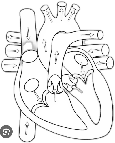 <p>Name the 11 main structures of the heart</p>
