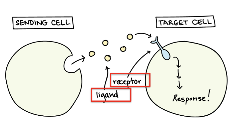 <ul><li><p>sending cell releases/secretes ligands → diffuse through extracellular space </p></li><li><p>ligands bind to receptors on target cell</p></li></ul><p></p>