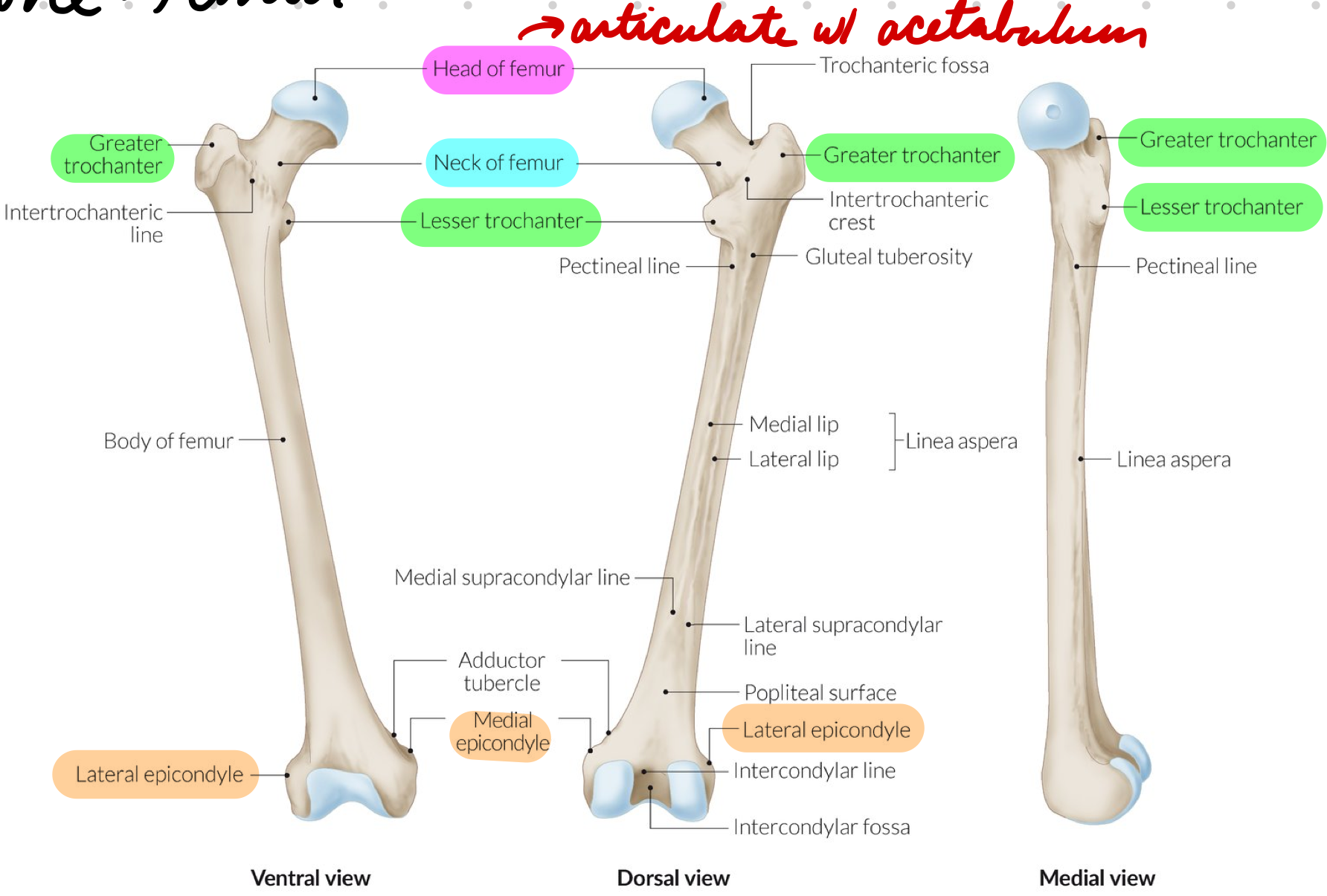 <p>Femur</p><p>Proximal:</p><ul><li><p>Head: Articulate with acetabulum (hip joint)</p></li><li><p>Neck: Connect head + shaft</p></li><li><p>Trochanter: Between neck + shaft</p><ul><li><p>Lesser (medial) + greater (lateral)</p></li></ul></li></ul><p>Distal: Epicondyles</p><ul><li><p>Medial + lateral</p></li></ul><p></p>