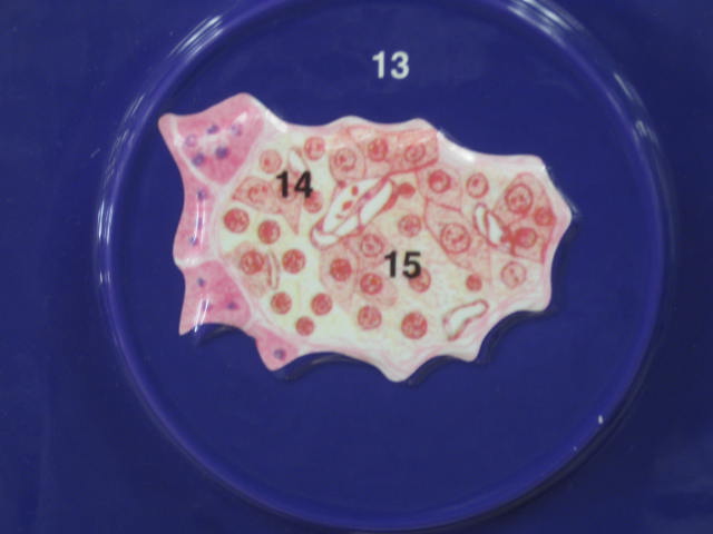 <p>15</p>