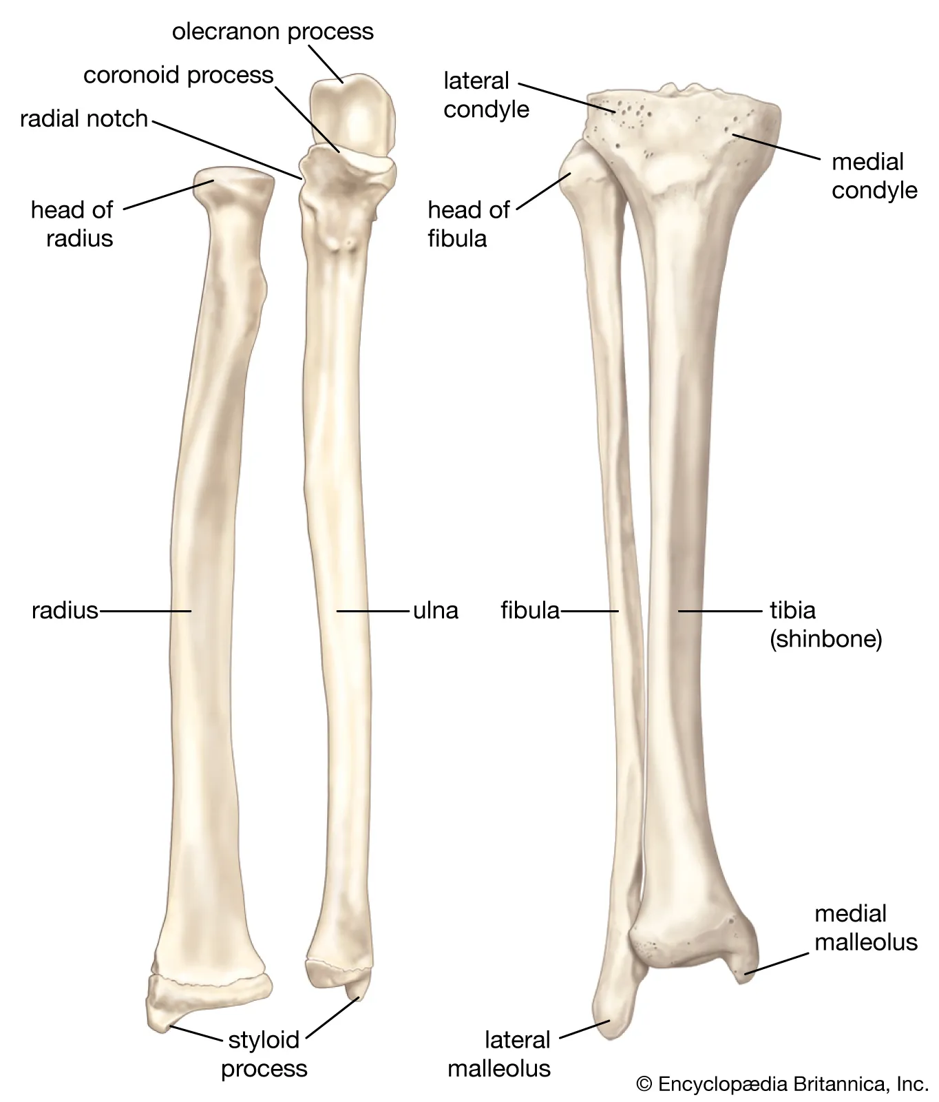 <p>Longer than they are wide; consist of a central shaft (<strong>diaphysis</strong>) and two expanded ends (<strong>epiphyses</strong>).</p><ul><li><p>(e.g.) <span><strong>Humerus, Radius and Ulna</strong></span></p></li></ul><p></p>