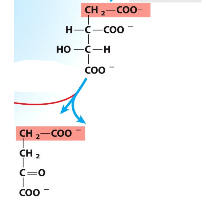 <p>What enzyme catalyzes this reaction? What are the intermediates, if any?</p>
