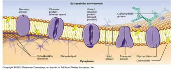 <p>Structural proteins provide support and shape to the cell.</p>