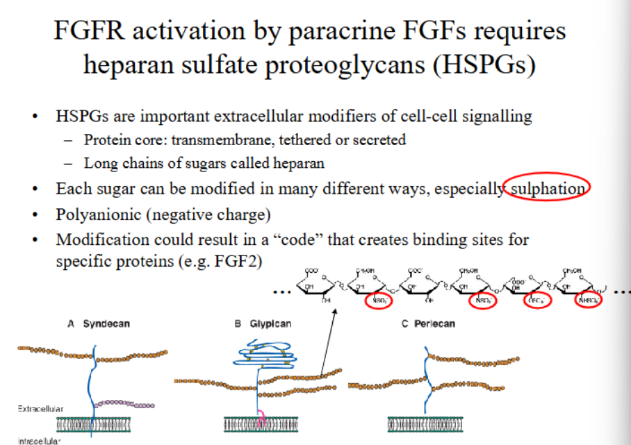 <ul><li><p>A - transmembrane syndecans</p></li><li><p>B - membrane-tethered glypicans</p></li><li><p>C - secreted perlicans</p></li></ul><p></p>