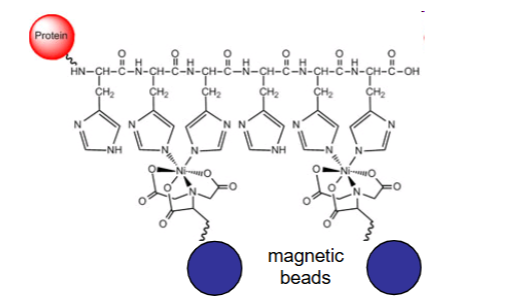 <ul><li><p>Our <span style="color: red;">protein</span> of interest <span style="color: red;">binds to the nickel ions</span></p></li><li><p>The nickel ions are <span style="color: red;">attached to magnetic beads</span></p></li><li><p>We can use the <span style="color: red;">magnet to grab the beads and pull our protein away from all the bacterial proteins</span> present in the bacterial cell extract</p></li></ul><p></p><p>Essentially: Bind target protein to beads —> magnet keeps target protein while you remove junk —> wash —> release target protein into a clean tube  </p><p></p>