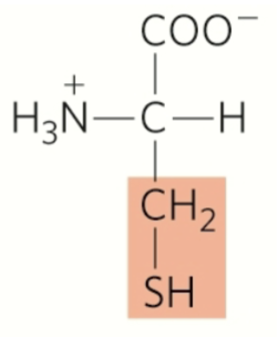 <p>cysteine</p><p>polar</p><p>hydrophilic</p><p>amphipatic</p><p>uncharged r group</p>