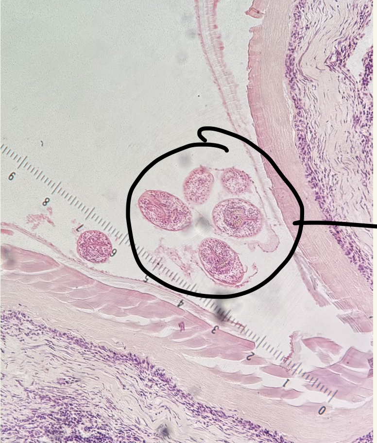 <p>Kingdom?</p><p class="p1">Phylum?</p><p class="p1">Class?</p><p class="p1">Subclass?</p><p class="p1">Order?</p><p class="p1">Family?</p><p class="p1">Species/Stage?</p>