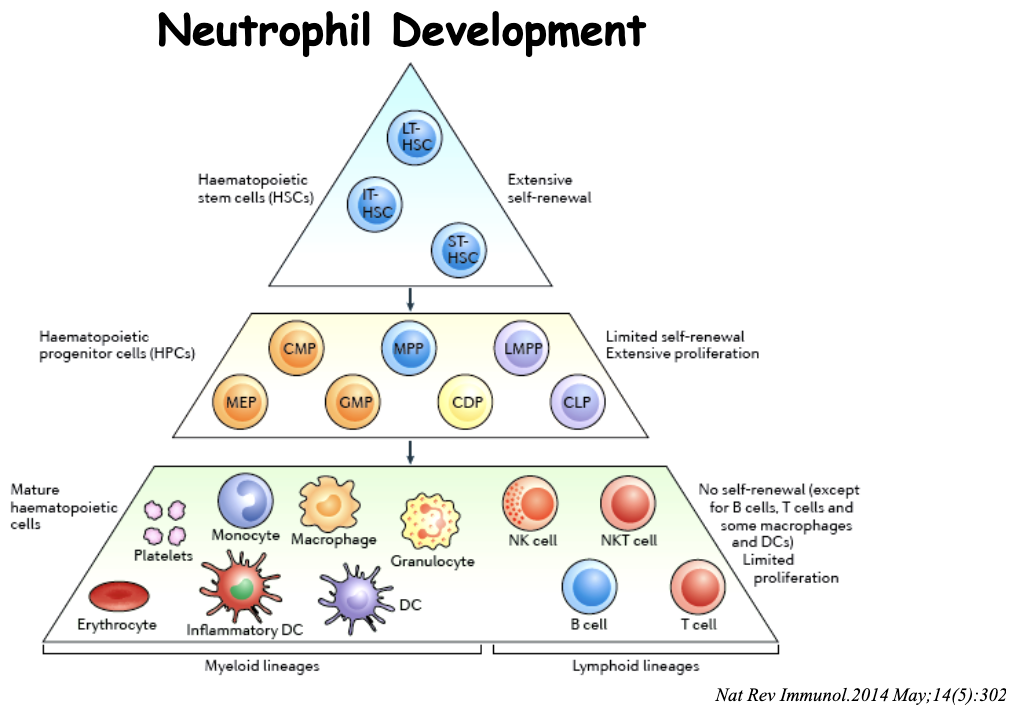 <p>Haematopoietic stem cells (HSC) → Haematopoietic progenitor cells → Mature Haematopoietic cells </p><p>are part of the myeloid lineage </p>