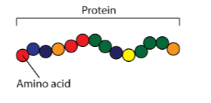 <p>Long chains of amino acids</p>