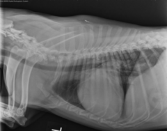 <p>Is the trachea dorsally deviated?</p>
