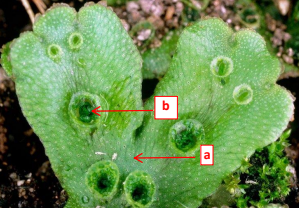 <p>Structure A is a ________ branching thallus (branches in 2).</p>
