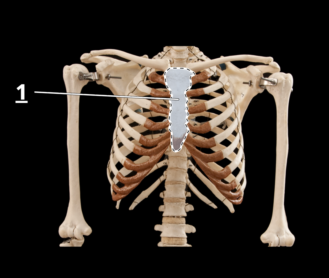 <p>What bone is this?</p>