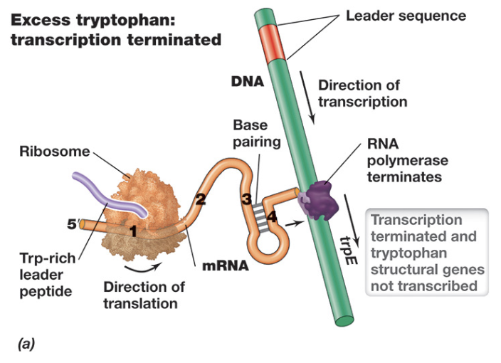 <ul><li><p>When tryptophan levels are high, attenuation leads to termination of transcription in the Trp operon</p></li><li><p>Because charged tRNA<sup>Trp</sup> is readily available, the ribosome rapidly translates the leader peptide and does not stall, covering regions 1 and 2 of the mRNA</p></li><li><p>This prevents formation of the anti-terminator structure, and instead allows regions 3 and 4 to base pair, forming a terminator hairpin (terminating transcription)</p></li></ul><p></p>