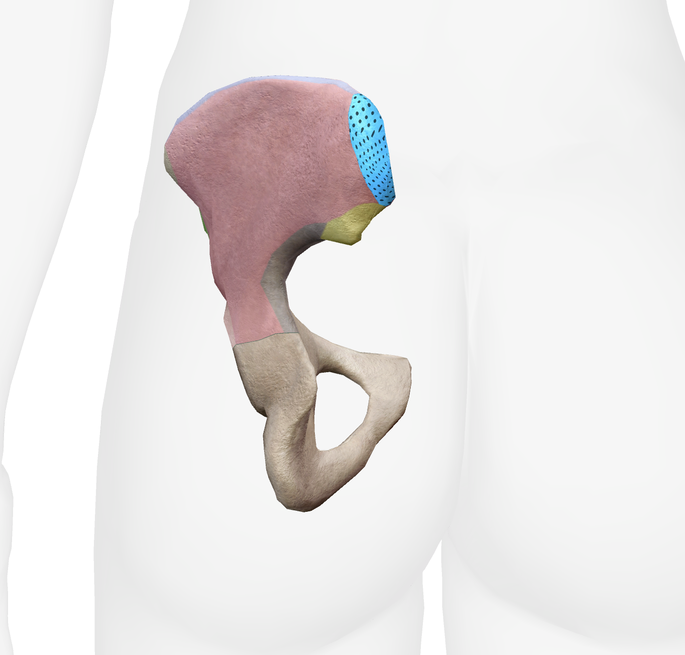 <p>What is this part of the ilium</p>