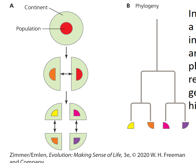 <ul><li><p>formation of geographic barriers to dispersal that divide a once-continuous population</p></li><li><p>used to explain biogeographical divisions</p></li><li><p>leaves a distinct phylogenetic signature</p><ul><li><p>phylogeny reflects geological history (ex. continent splitting)</p></li></ul></li></ul><p></p>