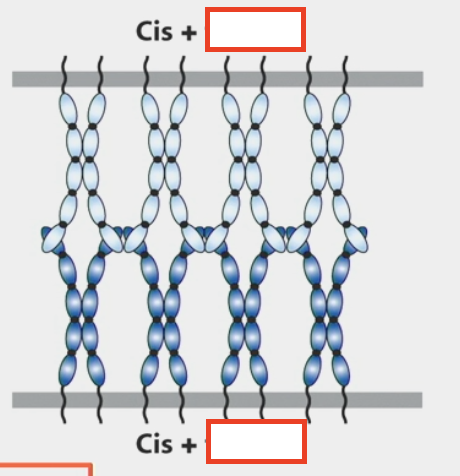 <ul><li><p>intercellular/adhesive</p></li><li><p><span>CAMs on one cell bind to the CAMs on an adjacent cell</span></p></li><li><p><span>usually combined with cis interactions</span></p></li></ul><p></p>