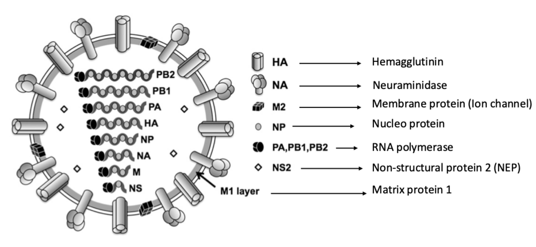 <ul><li><p><strong>NP:</strong> binder vRNA og danner vRNP</p></li><li><p><strong>PA, PB1, PB2:</strong> viral RNA-polymerase</p></li><li><p><strong>M1:</strong> strukturelt matrixprotein</p></li><li><p><strong>NS1:</strong> bidrager til <strong>immunevasion</strong>, især hæmning af antiviralt respons</p></li><li><p><strong>NEP/NS2:</strong> hjælper eksport af vRNP fra kernen</p></li></ul><p></p>