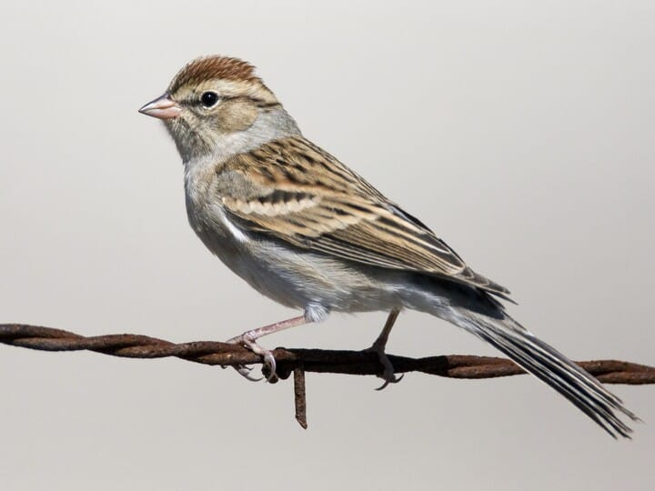 <p>chipping sparrow </p><p>solid rufous crown <br>gray-white breast with NO streaking</p>
