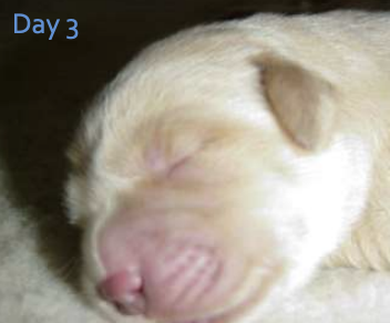 <p>What eyelid disorder is physiologically normal in puppies and kittens until 10-14 days old? After this point this should not occur and it is not present in precocious neonates. This refers to the eyelids remaining closed at all times.</p>