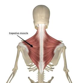 <p>-extends head from bowed position</p>